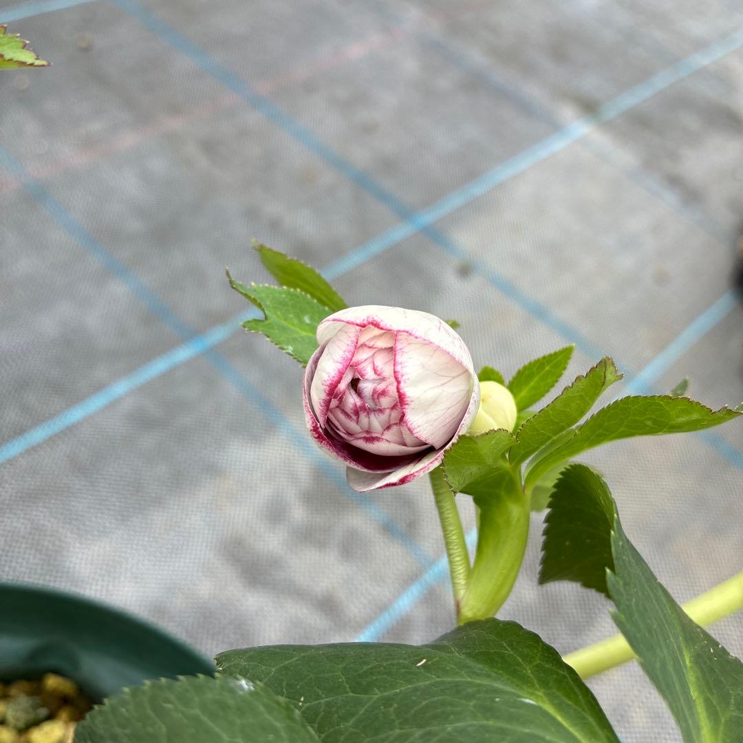 クリスマスローズ　超希少株　小輪かすりダブル　6寸