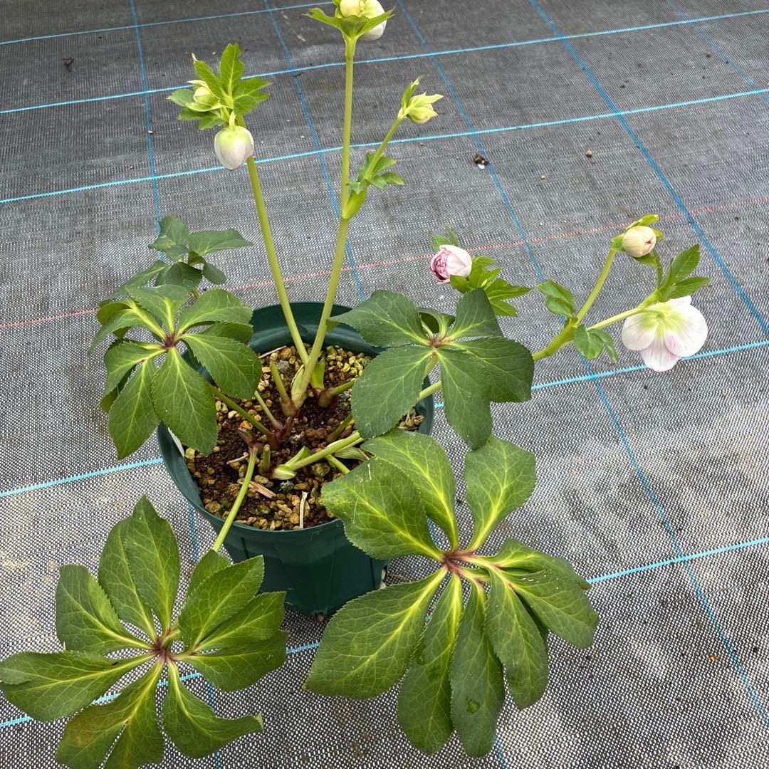 クリスマスローズ　超希少株　小輪かすりダブル　6寸