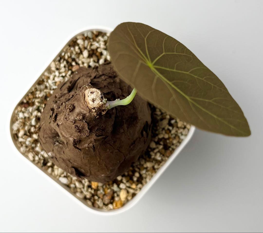 Nasu様 専用 ステファニア カウィーサキー 鉢植え A-16 - メルカリ