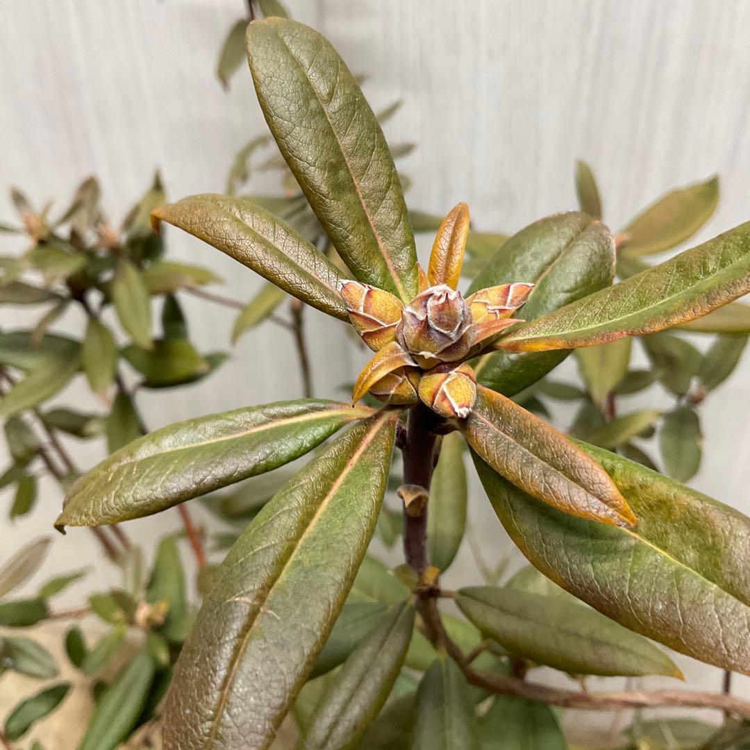 アンキャリーツツジ /98