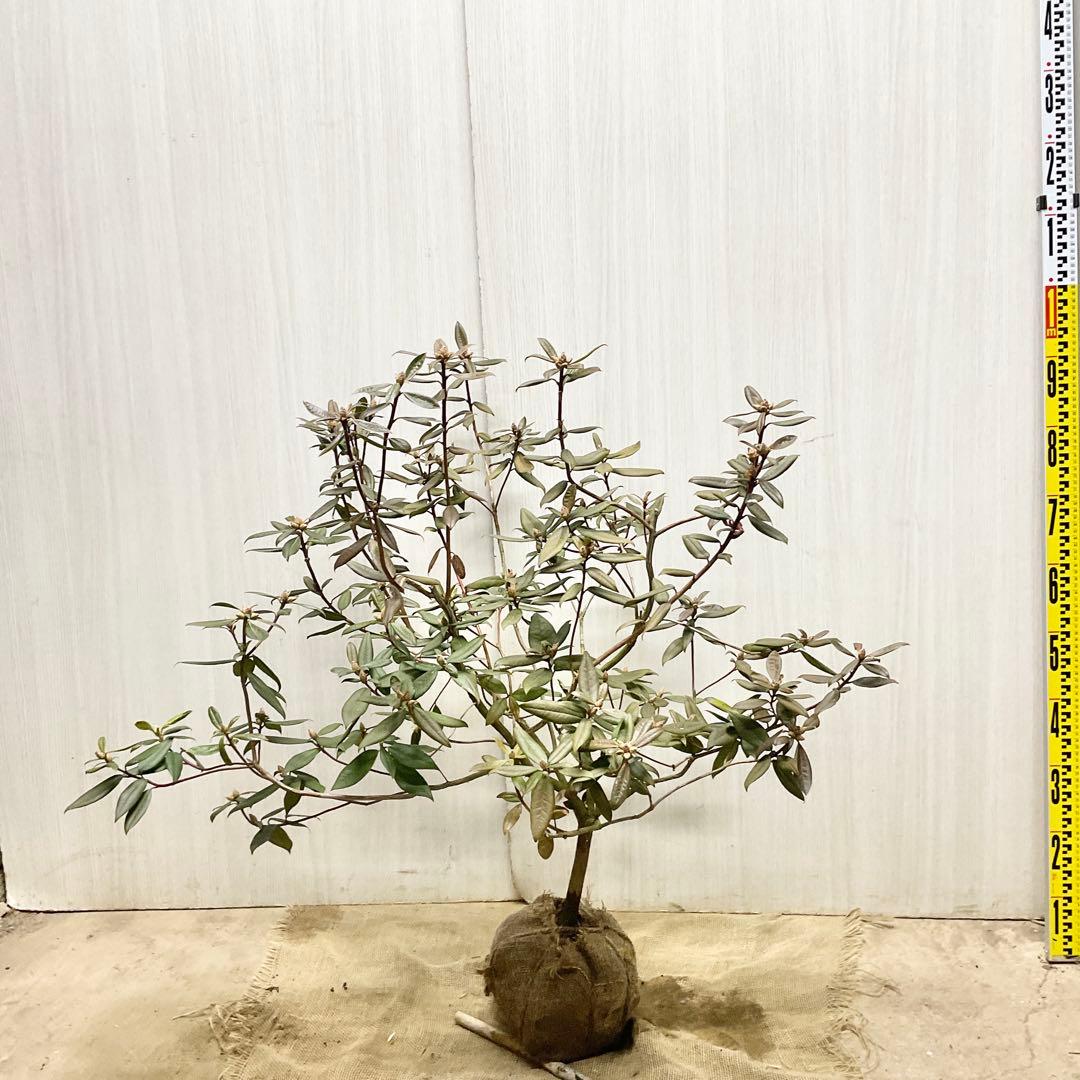 アンキャリーツツジ /98