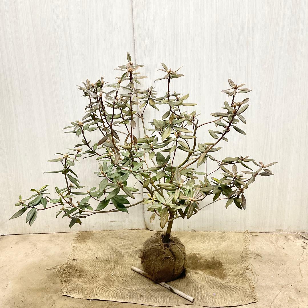 アンキャリーツツジ /98