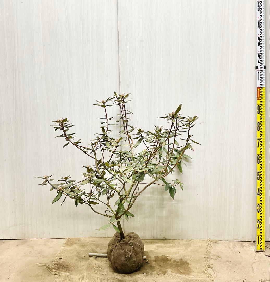 アンキャリーツツジ /98