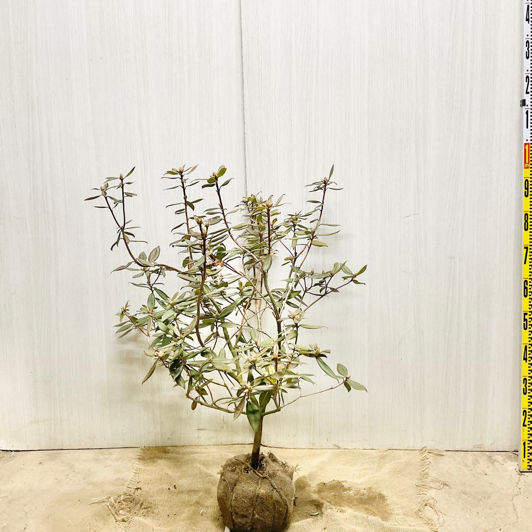 アンキャリーツツジ /98