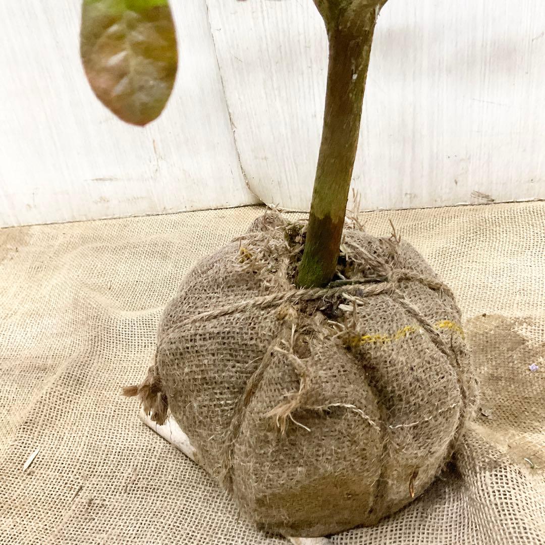 アンキャリーツツジ /98