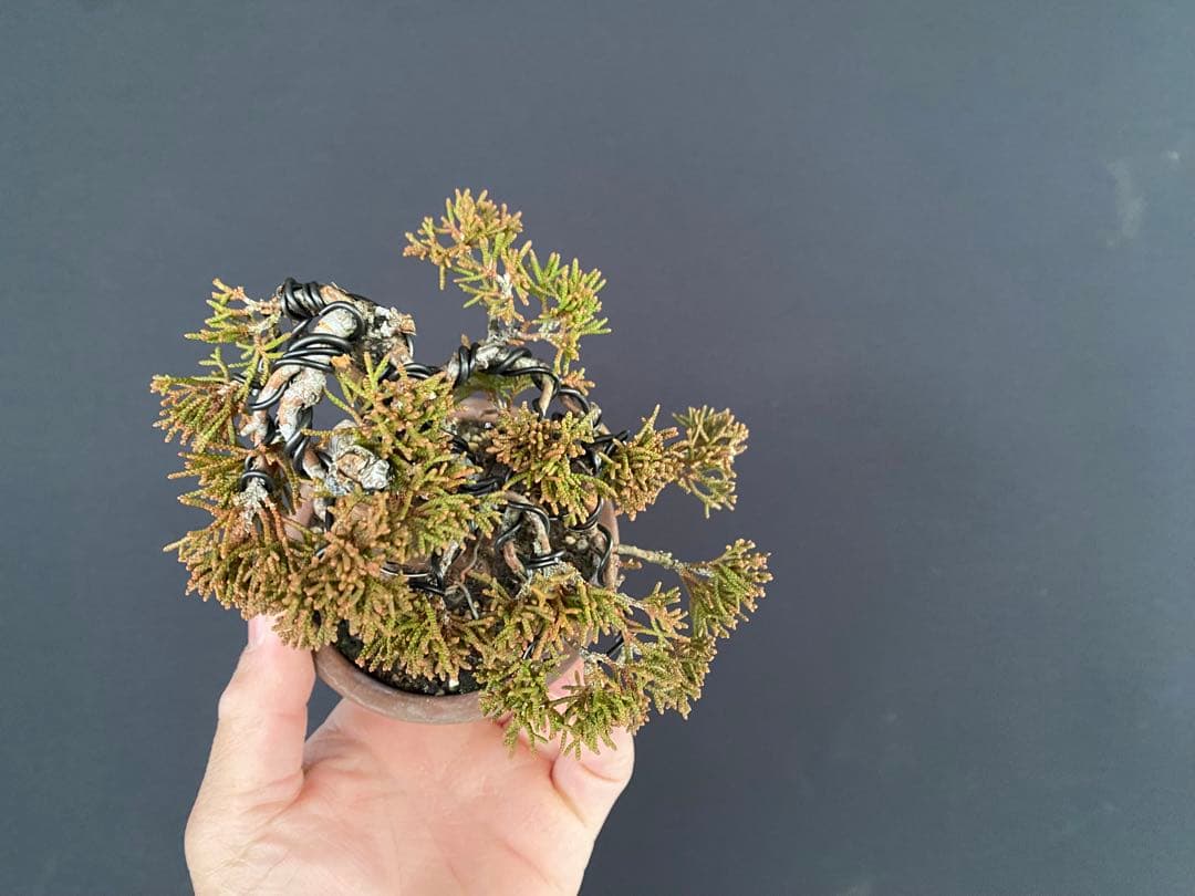 白木盆栽園　ミニ盆栽　糸魚川真柏　樹高9センチ　盆栽黒松赤松五葉松真柏観葉植物