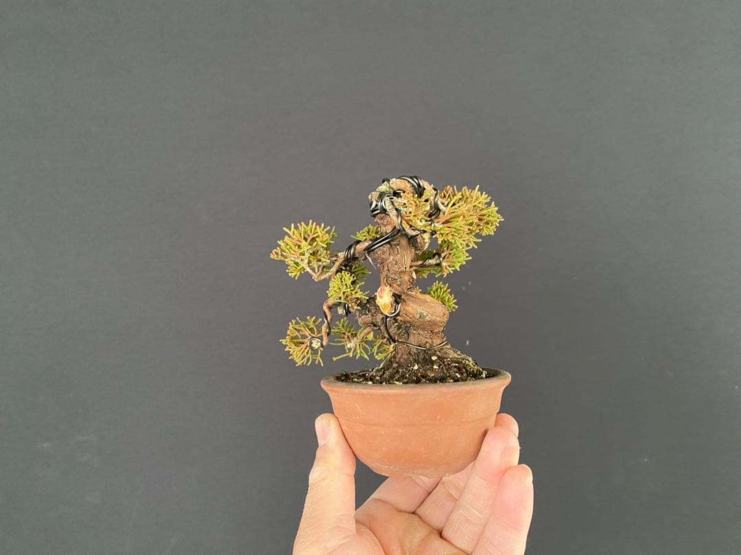 白木盆栽園　ミニ盆栽　糸魚川真柏　樹高9センチ　盆栽黒松赤松五葉松真柏観葉植物