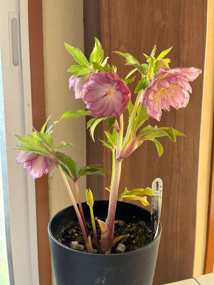 ♡広瀬園芸♡ 底白ピンクグラデーション