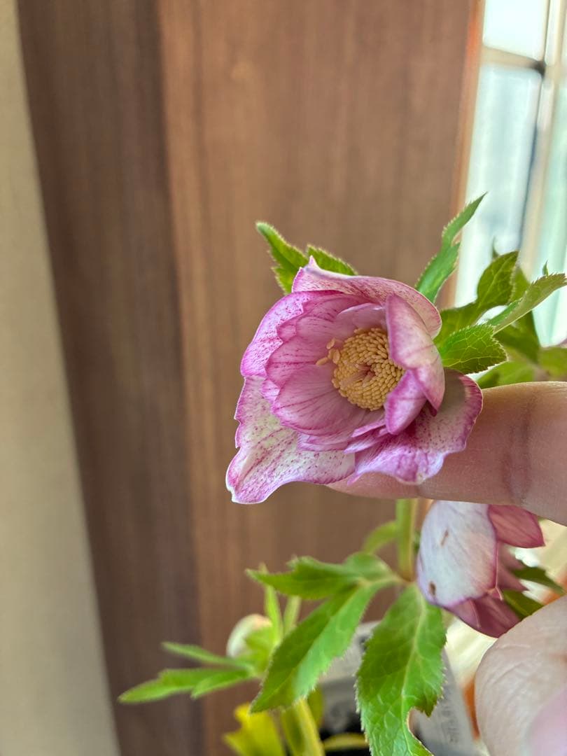 ♡広瀬園芸♡ 底白ピンクグラデーション