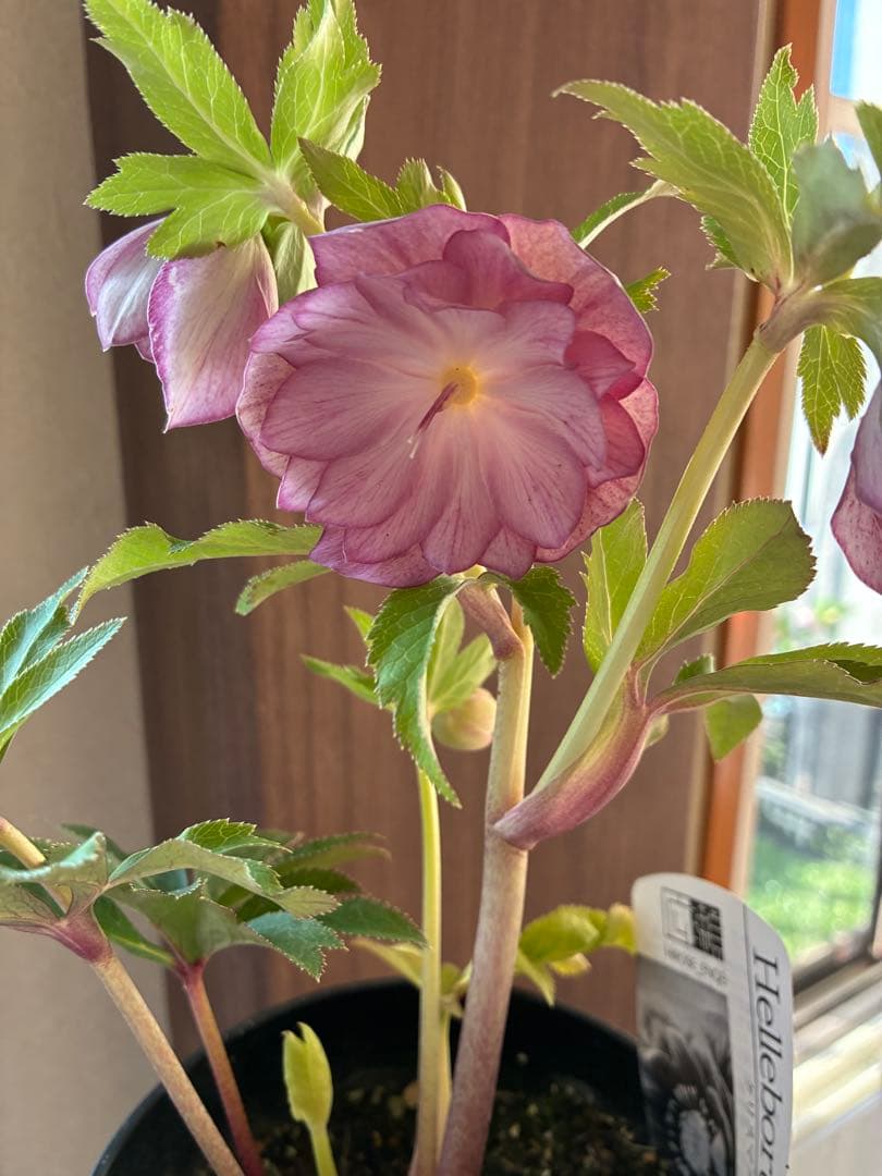 ♡広瀬園芸♡ 底白ピンクグラデーション