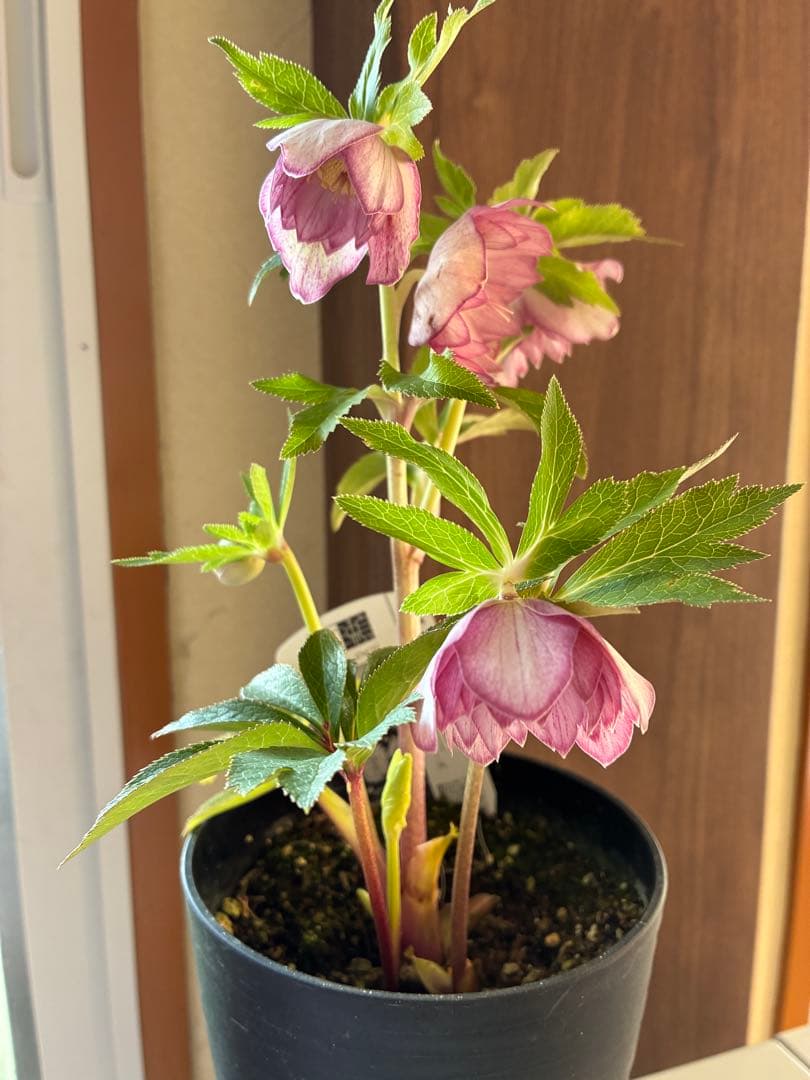 ♡広瀬園芸♡ 底白ピンクグラデーション