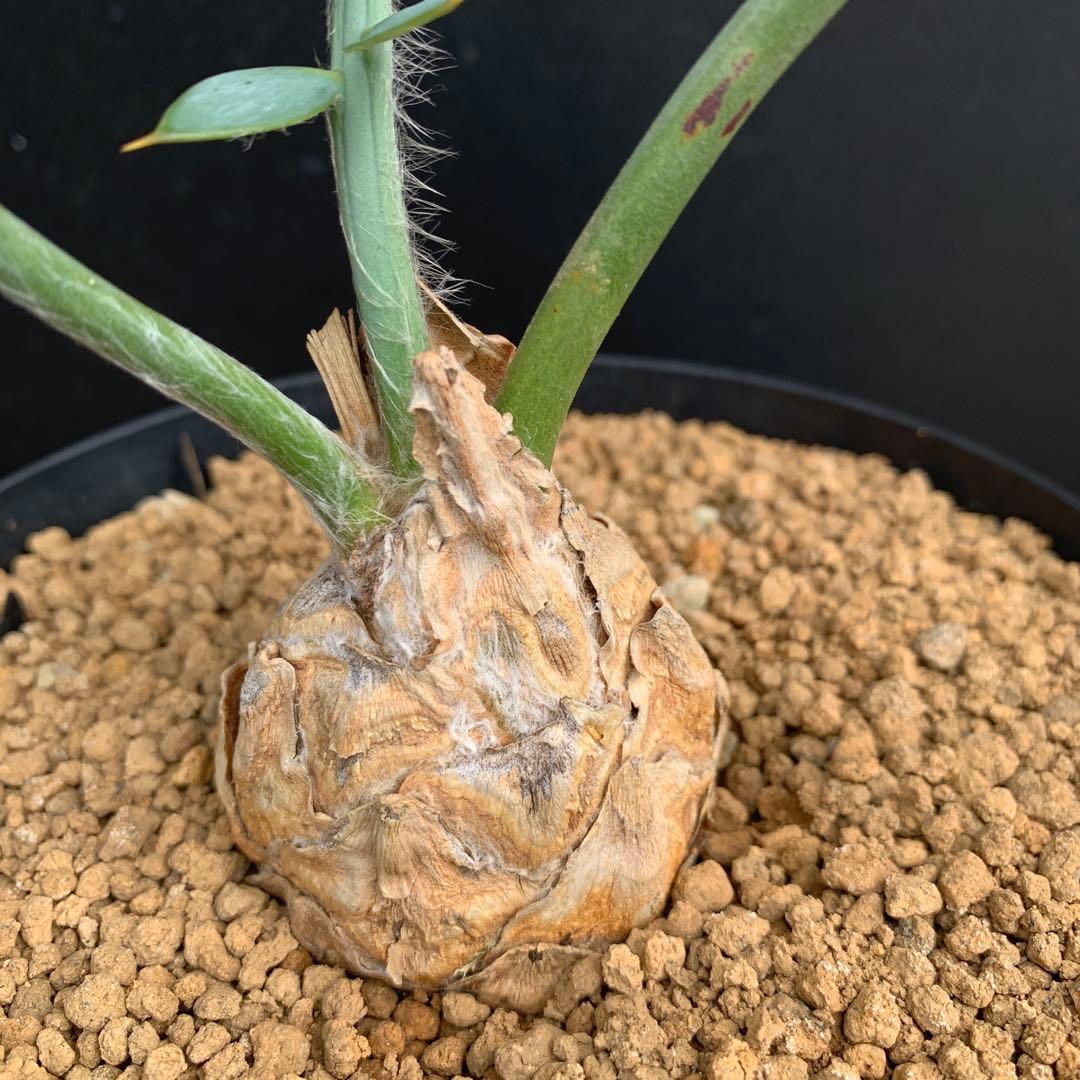 【南ア産・発根済】エンセファラルトス・ホリダス ｜No.3-50