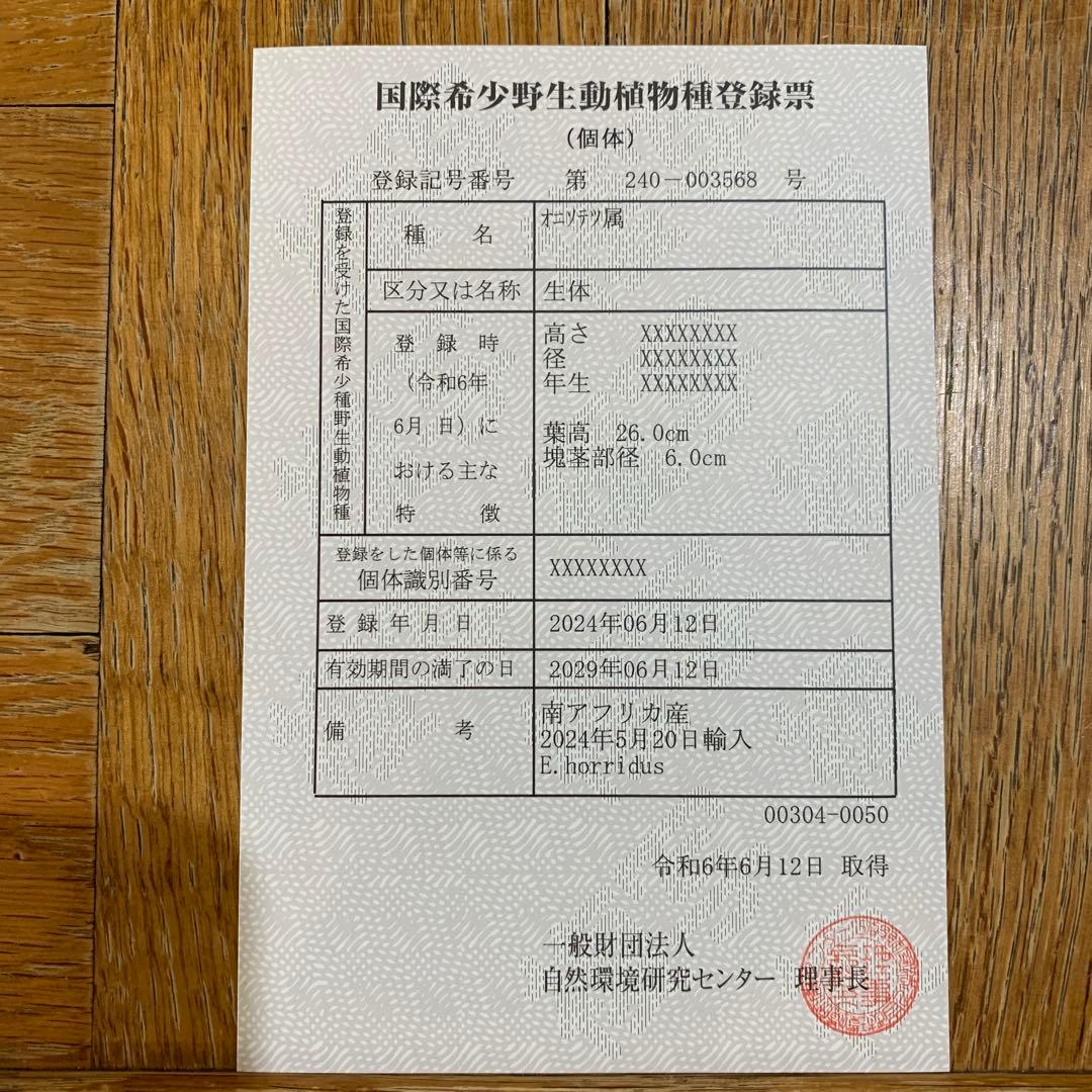 【南ア産・発根済】エンセファラルトス・ホリダス ｜No.3-50