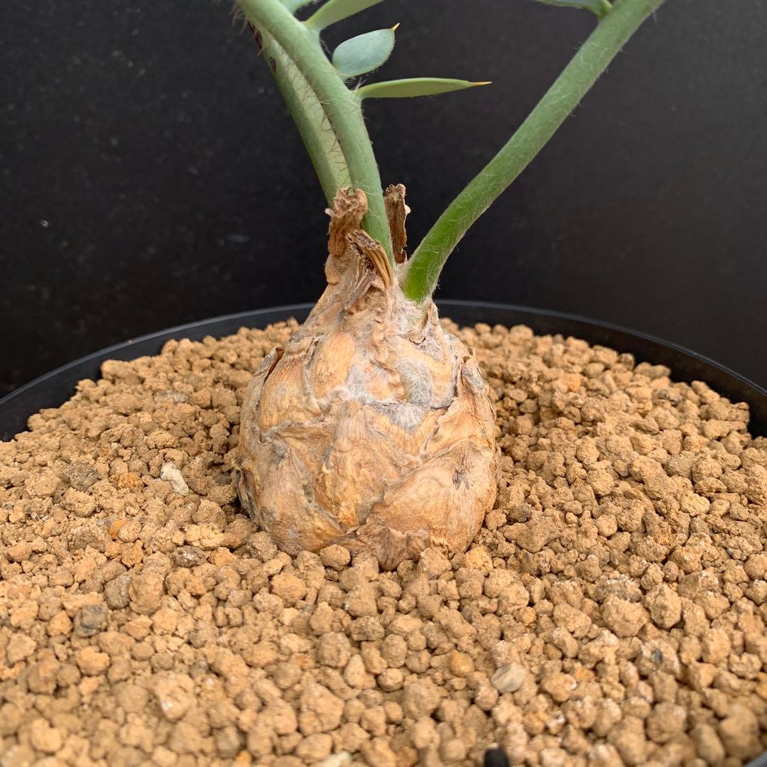 【南ア産・発根済】エンセファラルトス・ホリダス ｜No.3-50