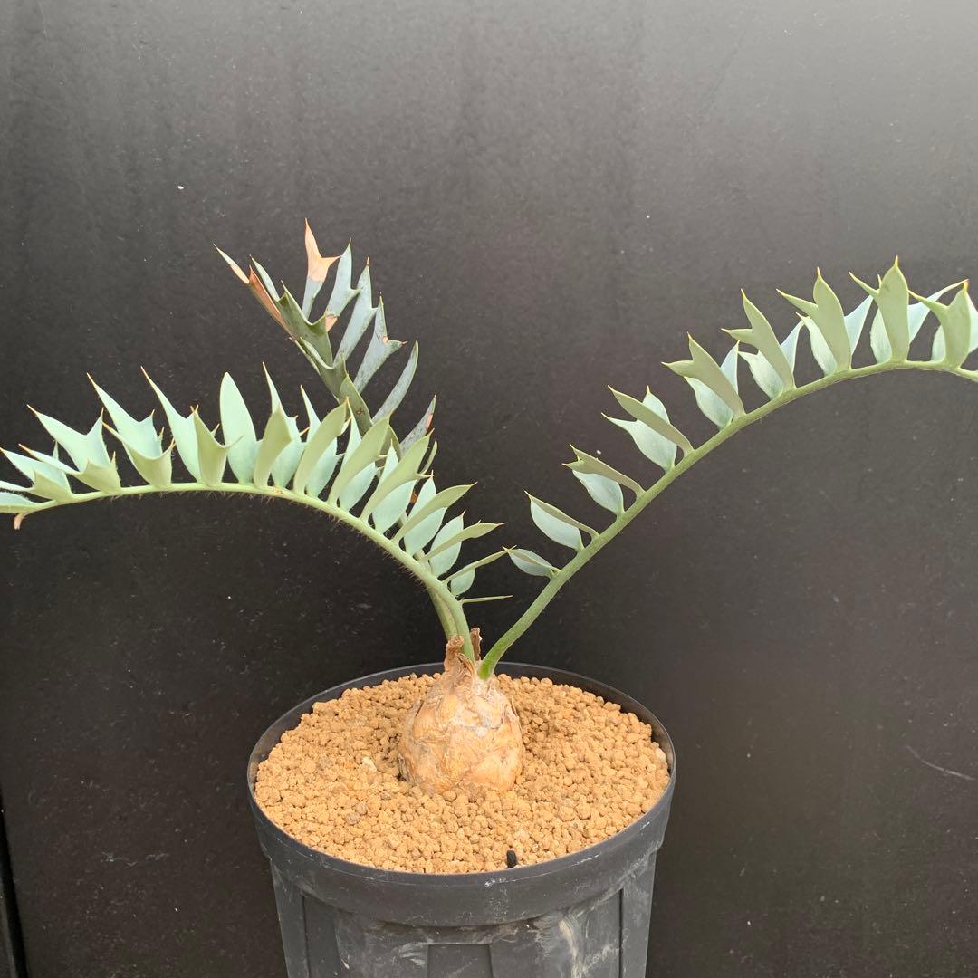 【南ア産・発根済】エンセファラルトス・ホリダス ｜No.3-50