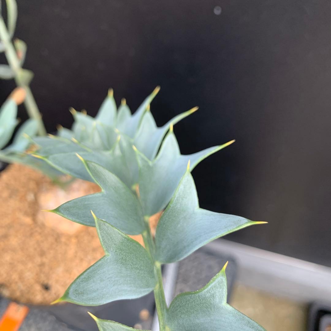 【南ア産・発根済】エンセファラルトス・ホリダス ｜No.3-50