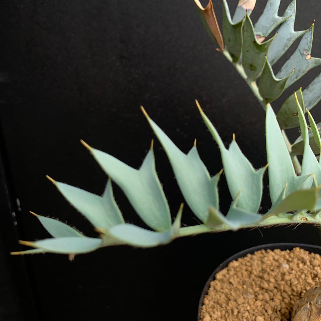 【南ア産・発根済】エンセファラルトス・ホリダス ｜No.3-50