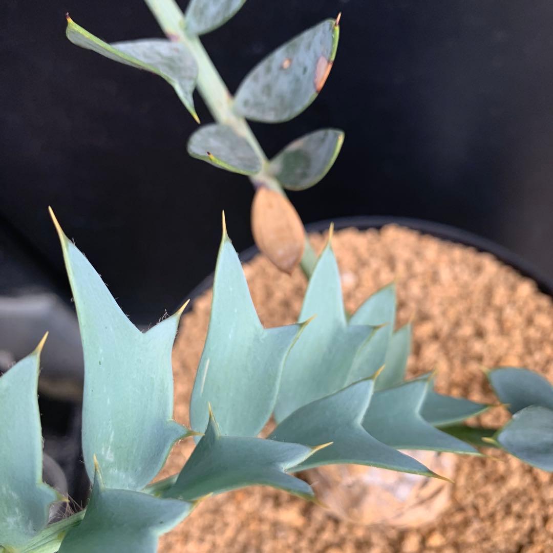 【南ア産・発根済】エンセファラルトス・ホリダス ｜No.3-50