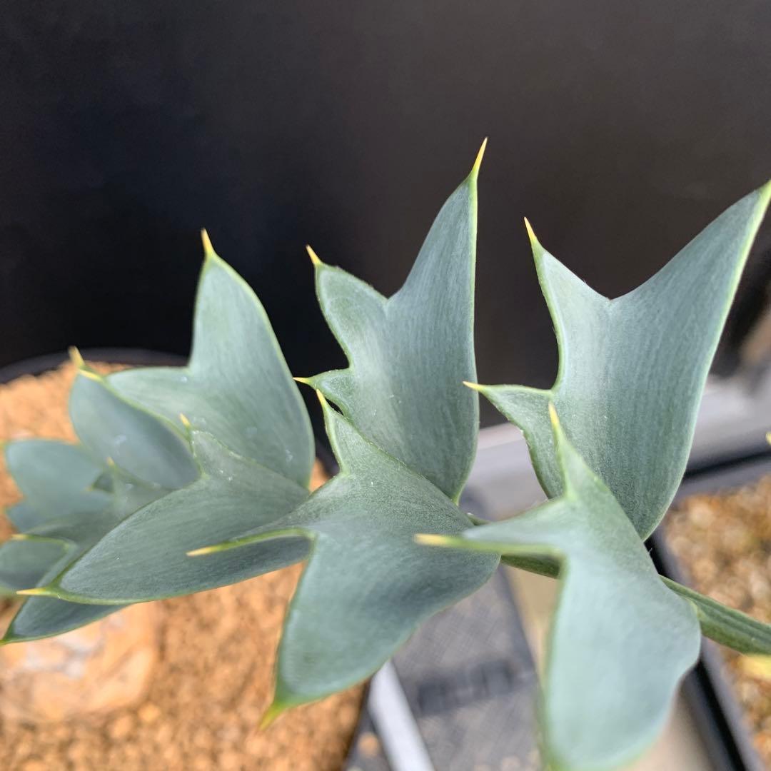 【南ア産・発根済】エンセファラルトス・ホリダス ｜No.3-50