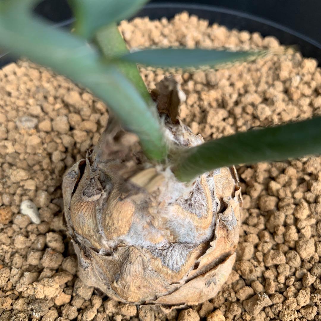 【南ア産・発根済】エンセファラルトス・ホリダス ｜No.3-50