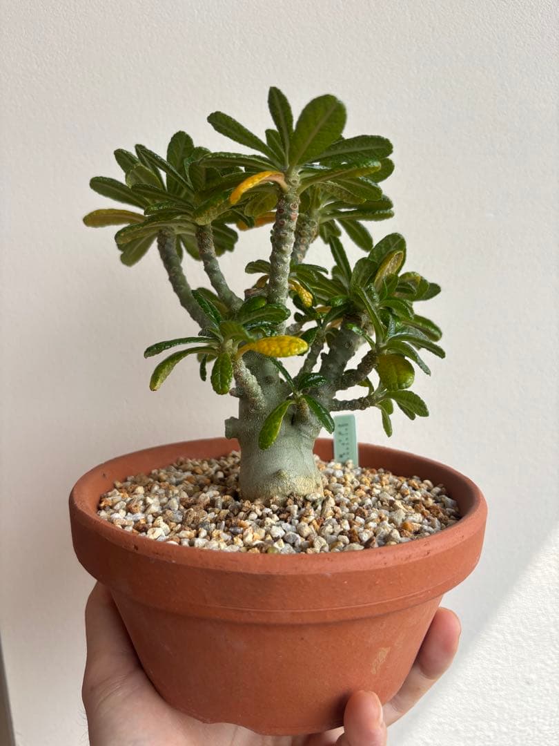 ドルステニア ギガス