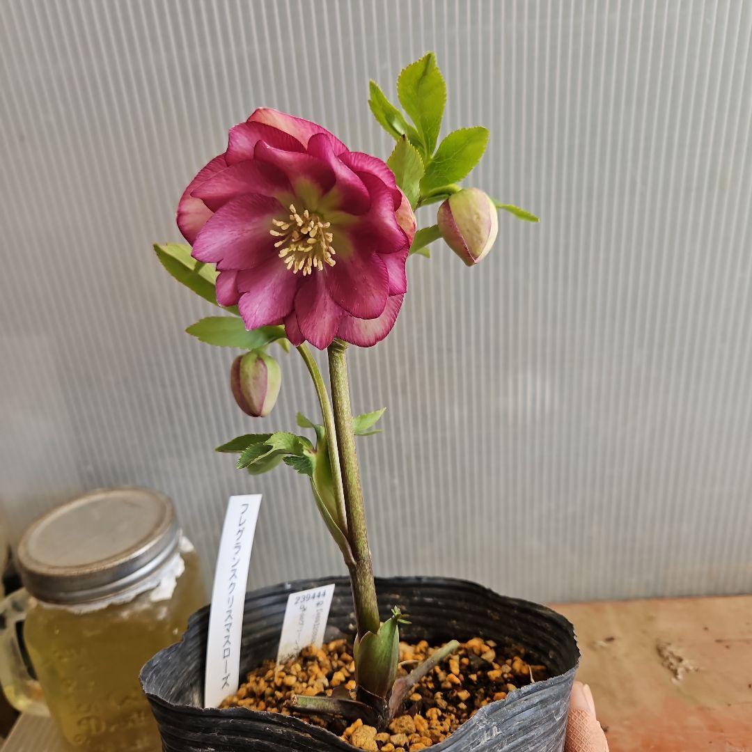 tokotoko様ご購入苗㉖-382クリスマスローズ
