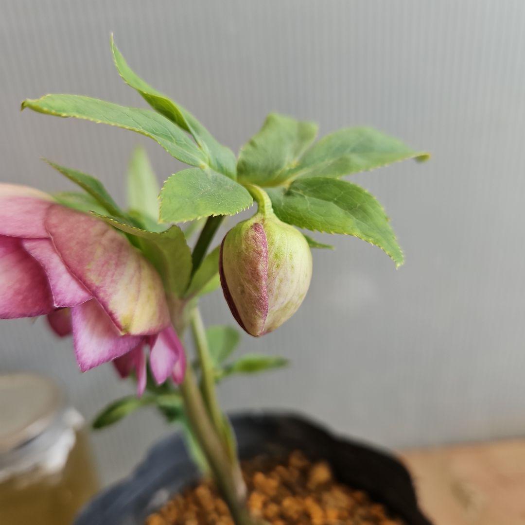 tokotoko様ご購入苗㉖-382クリスマスローズ