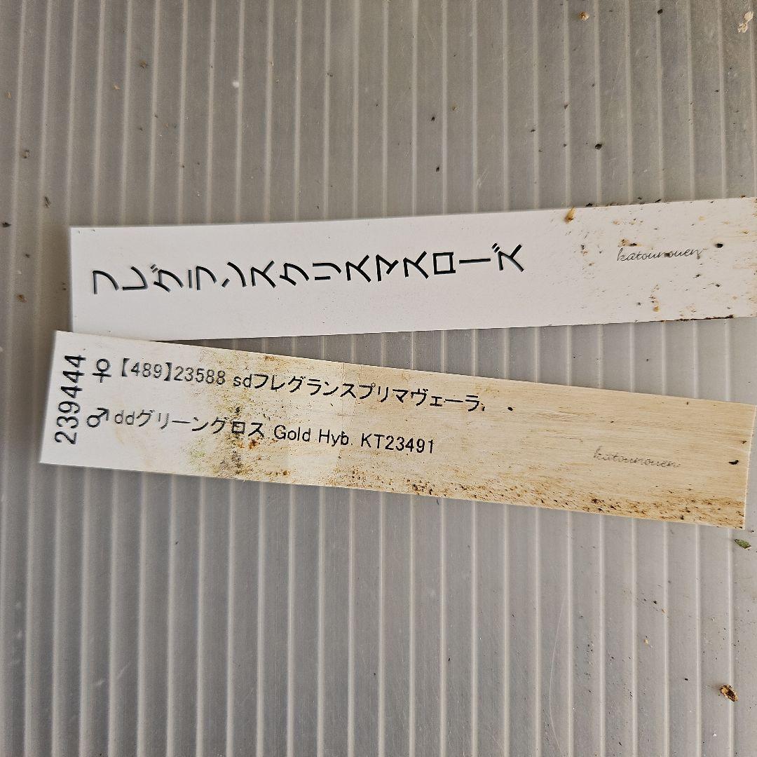 tokotoko様ご購入苗㉖-382クリスマスローズ