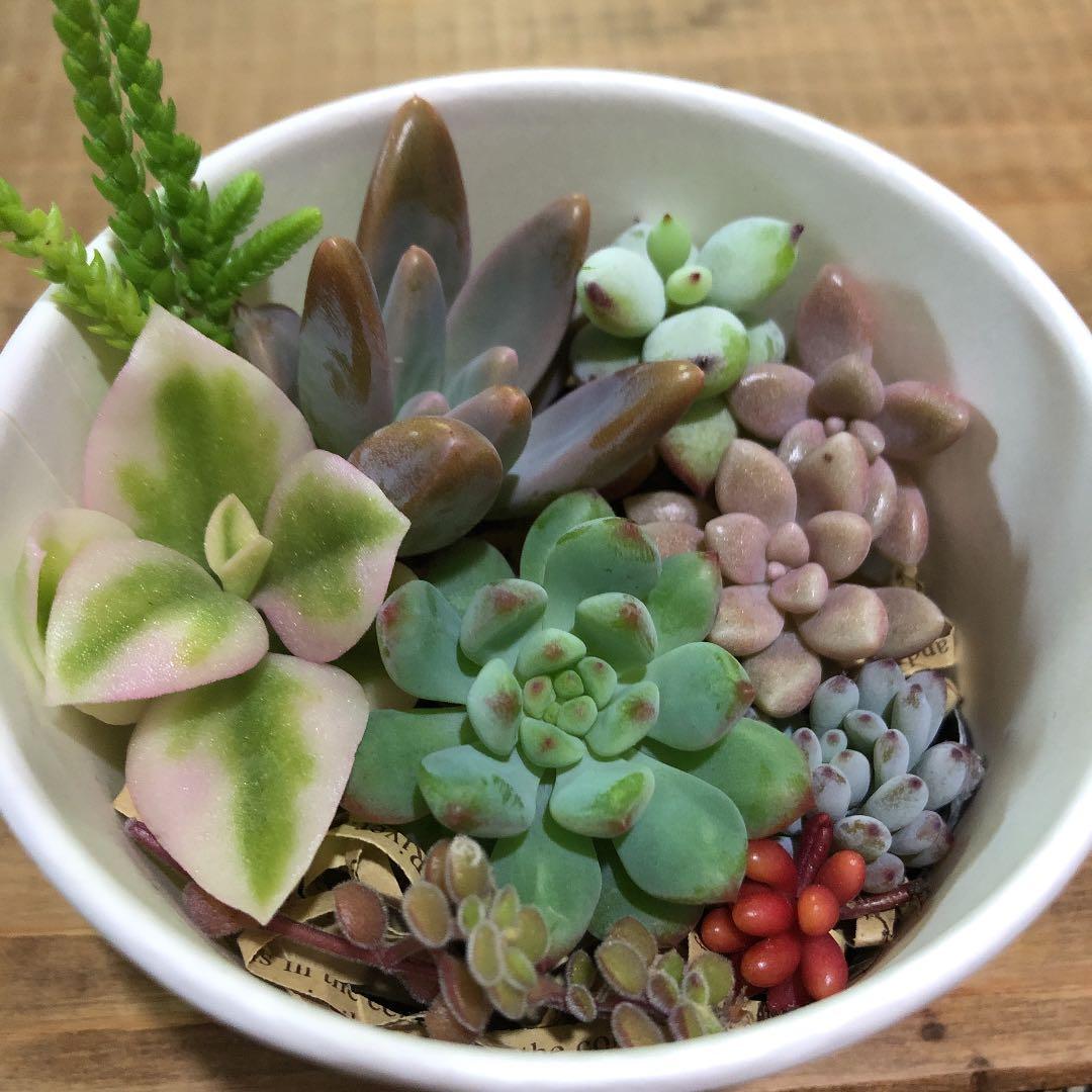 多肉植物　カット苗　気まぐれセット