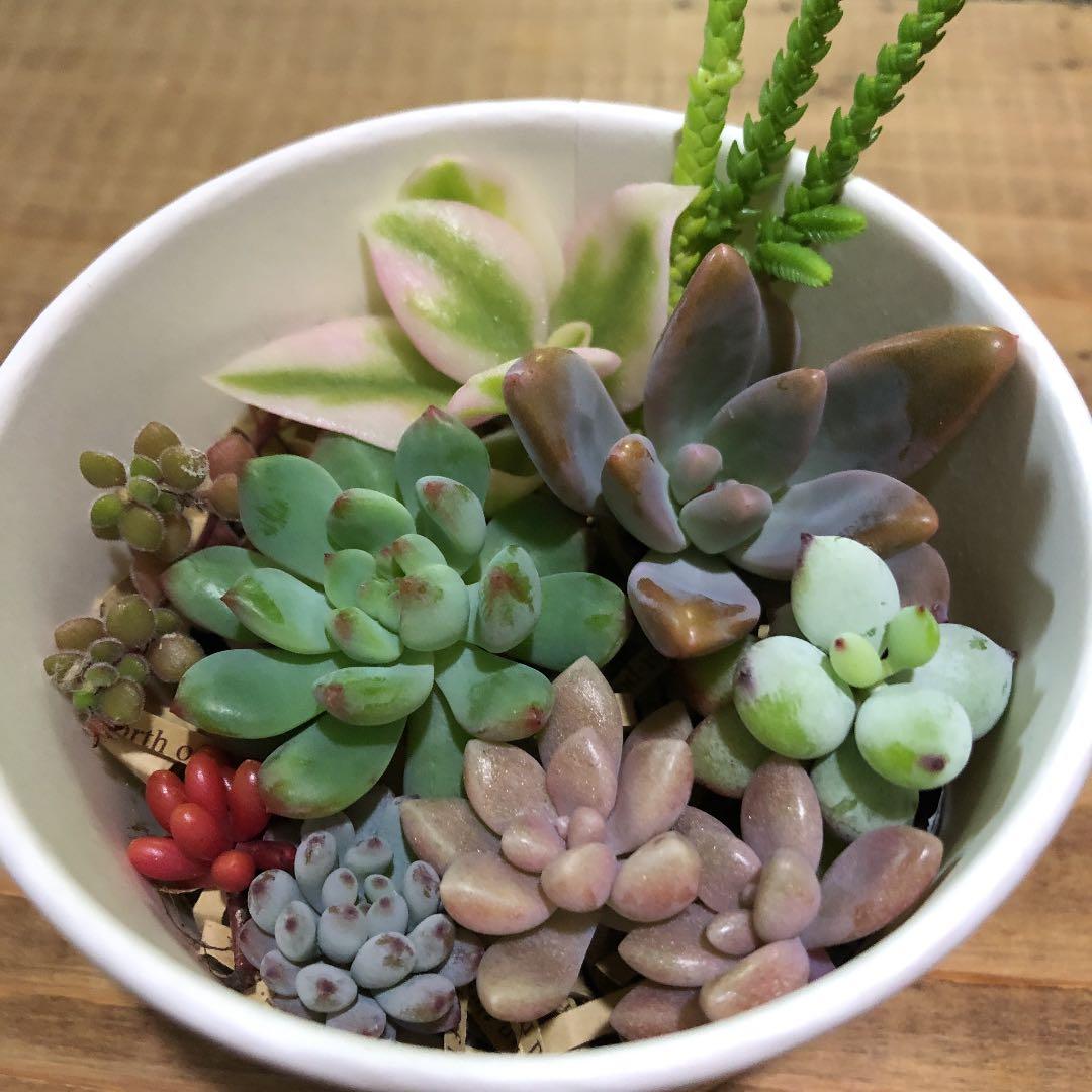 多肉植物　カット苗　気まぐれセット