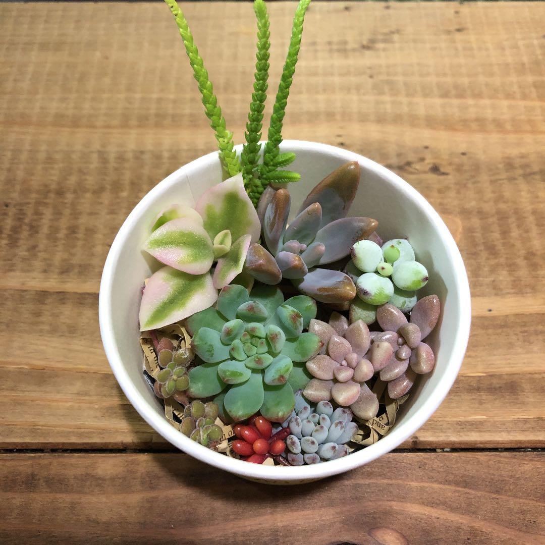 多肉植物　カット苗　気まぐれセット