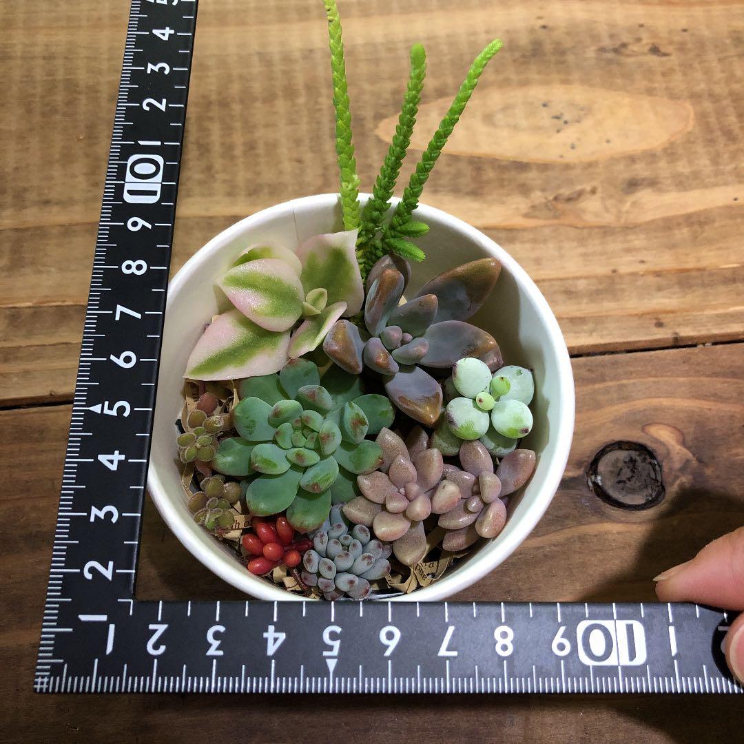 多肉植物　カット苗　気まぐれセット