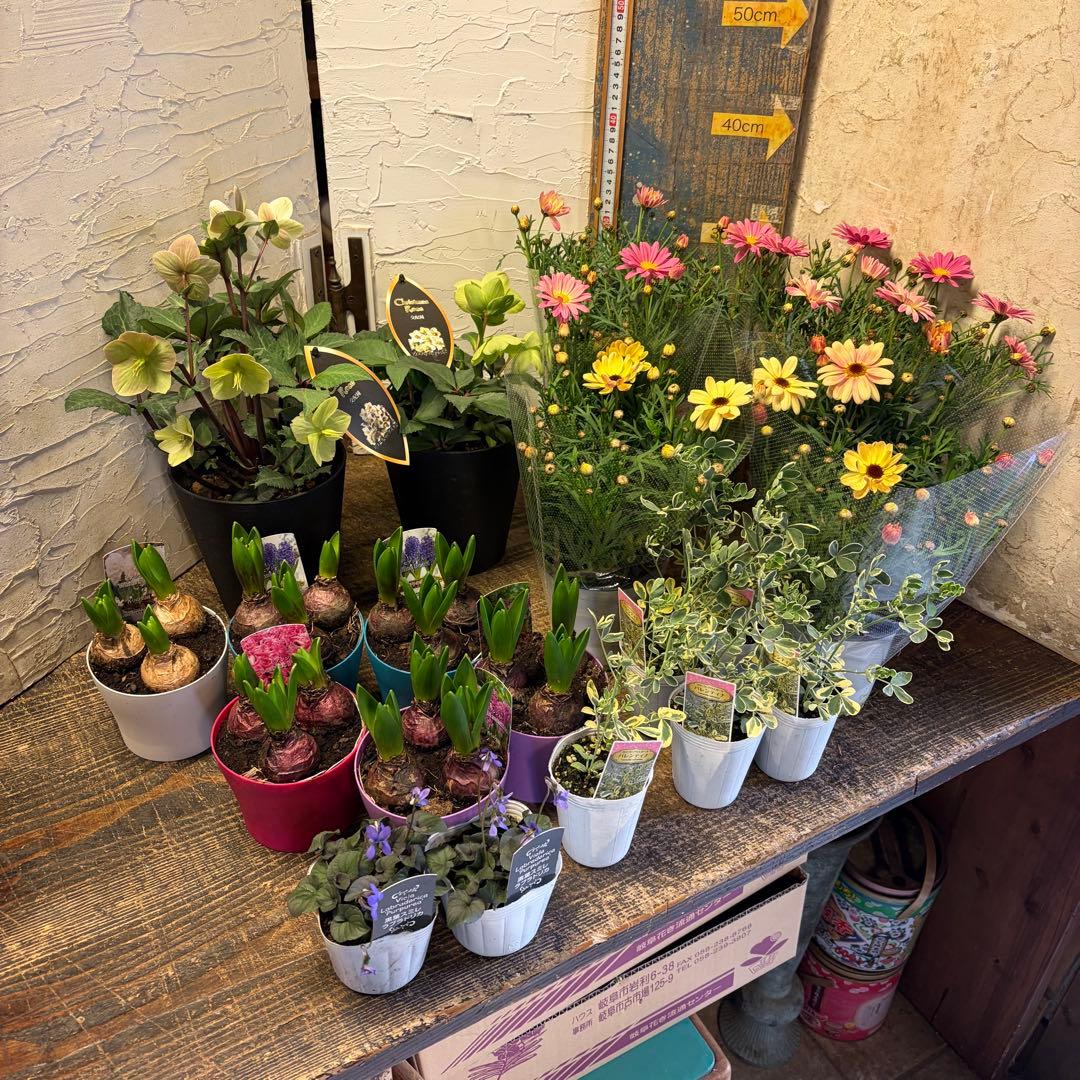 【専用商品】　ガーデニング　リクエストアソート　ヒヤシンス　クリスマスローズ