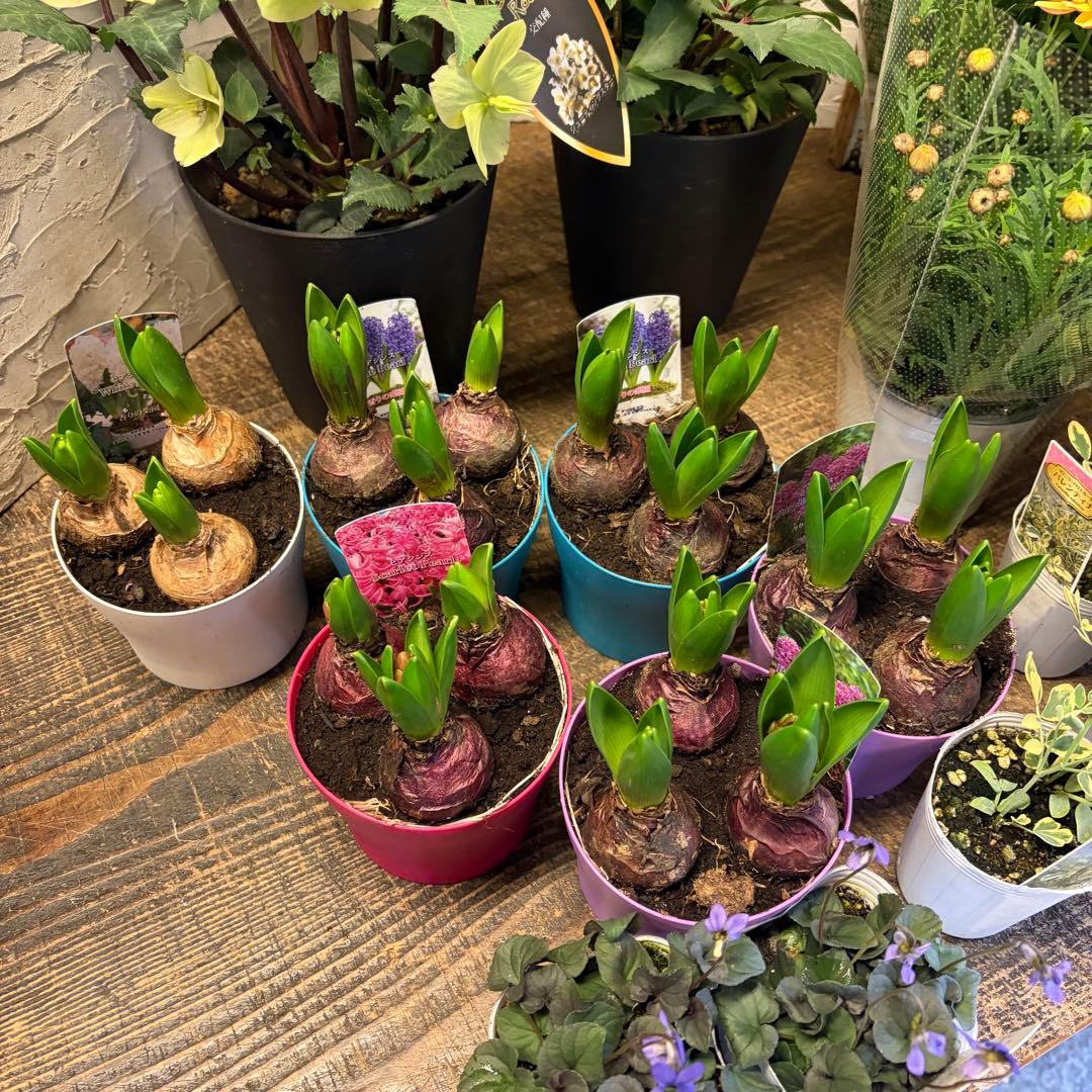 【専用商品】　ガーデニング　リクエストアソート　ヒヤシンス　クリスマスローズ