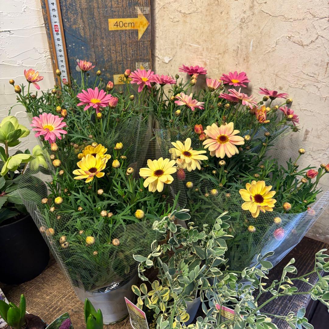 【専用商品】　ガーデニング　リクエストアソート　ヒヤシンス　クリスマスローズ