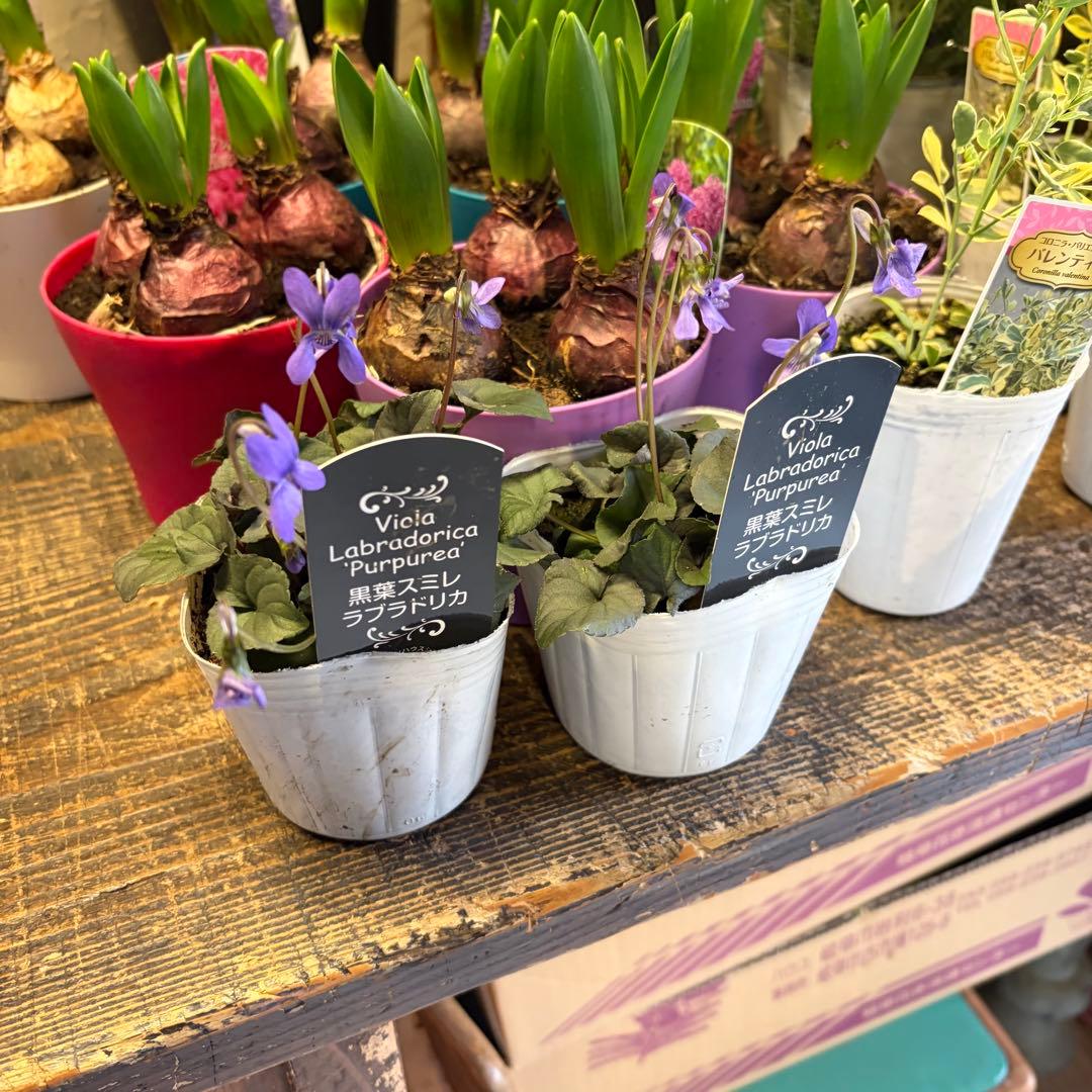 【専用商品】　ガーデニング　リクエストアソート　ヒヤシンス　クリスマスローズ