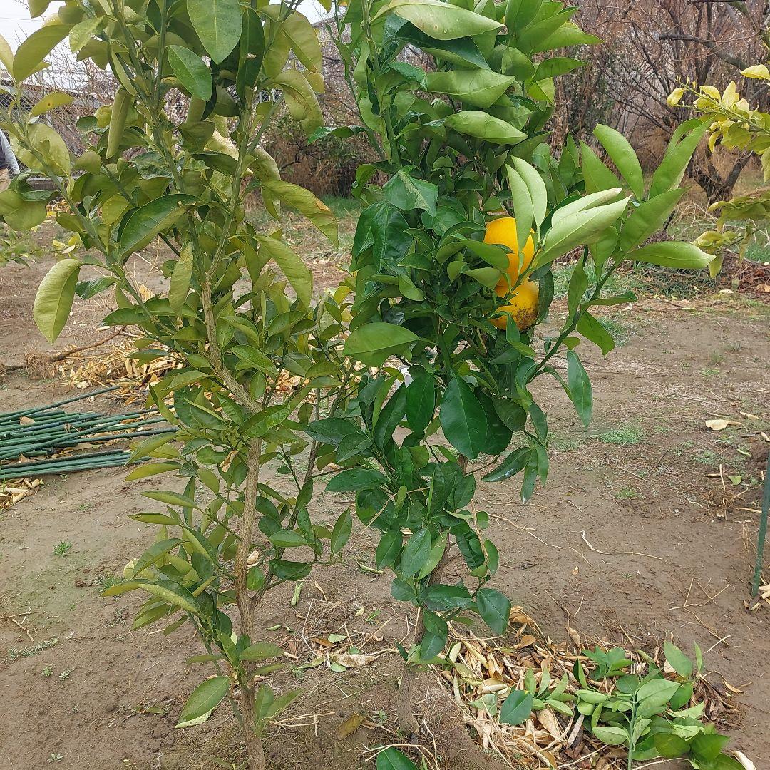 苗木専用 問い合わせページ 10月より再開...♪*゜冬の防寒対策参考画像あり