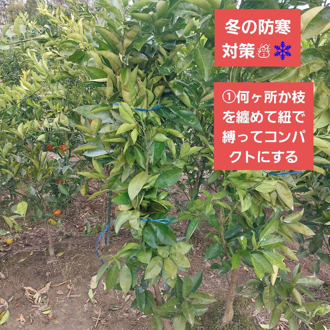 苗木専用 問い合わせページ 10月より再開...♪*゜冬の防寒対策参考画像あり