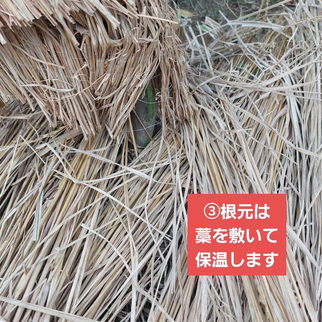 苗木専用 問い合わせページ 10月より再開...♪*゜冬の防寒対策参考画像あり