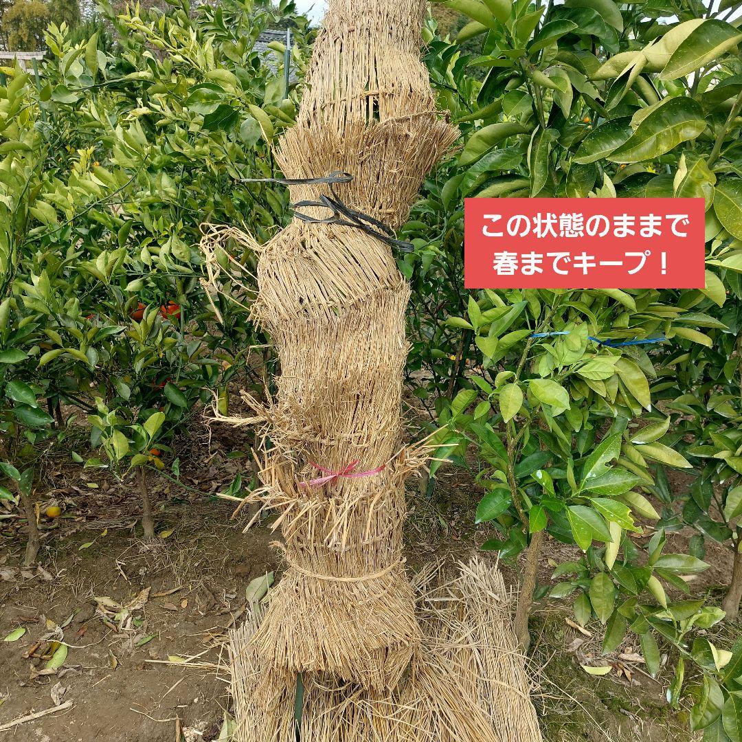 苗木専用 問い合わせページ 10月より再開...♪*゜冬の防寒対策参考画像あり