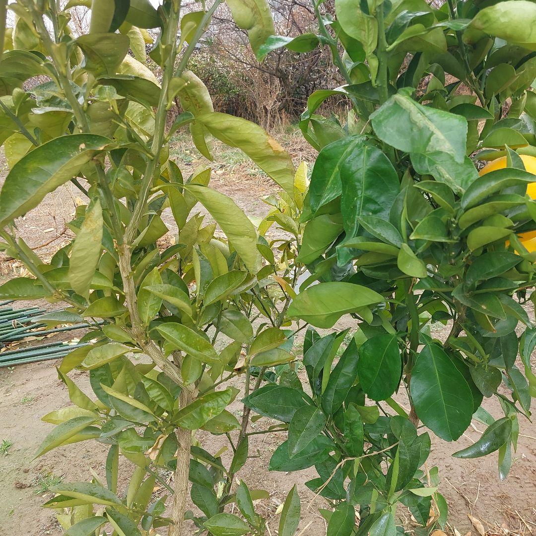 苗木専用 問い合わせページ 10月より再開...♪*゜冬の防寒対策参考画像あり