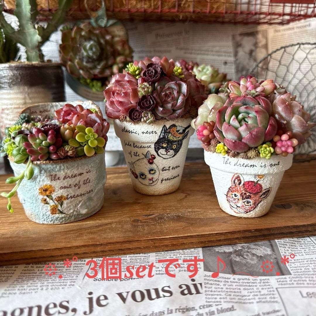 ❤︎cat friend❤︎そのまま飾れる多肉植物の寄せ植え♪ちまちまリメ鉢