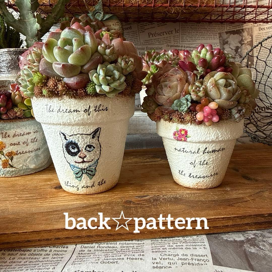 ❤︎cat friend❤︎そのまま飾れる多肉植物の寄せ植え♪ちまちまリメ鉢