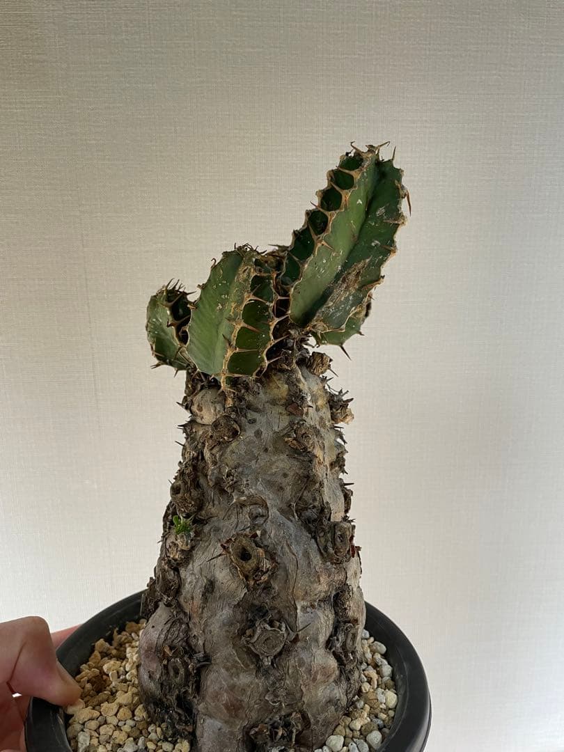 bon25  ユーフォルビア　ムランジーナ　現地球　発根確認済