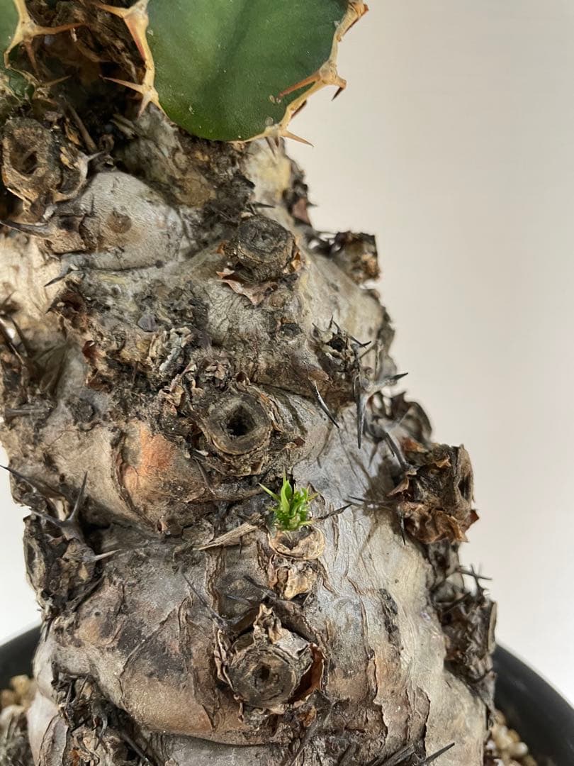 bon25  ユーフォルビア　ムランジーナ　現地球　発根確認済