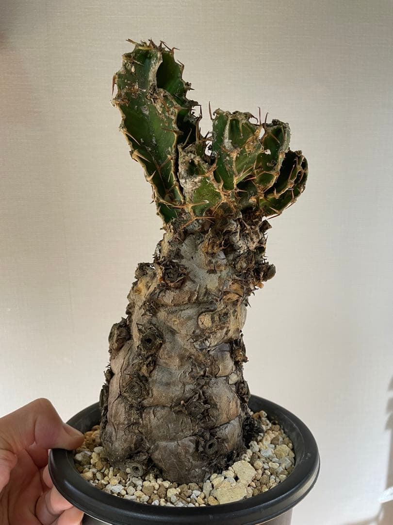 bon25  ユーフォルビア　ムランジーナ　現地球　発根確認済