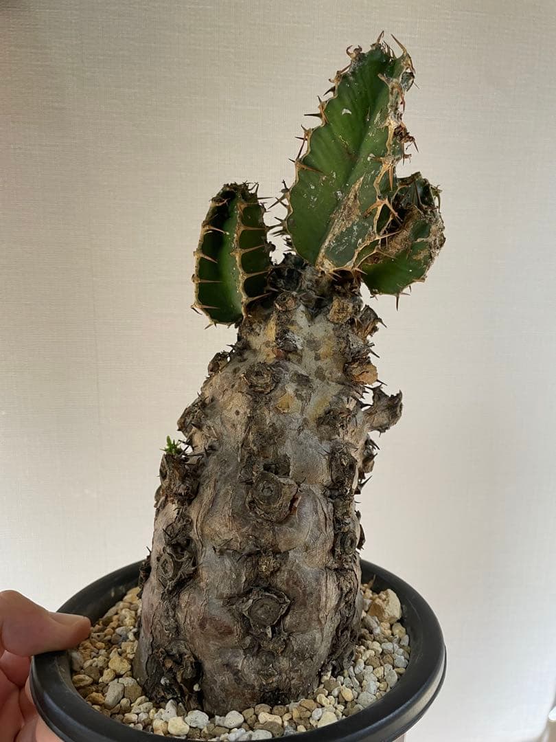 bon25  ユーフォルビア　ムランジーナ　現地球　発根確認済