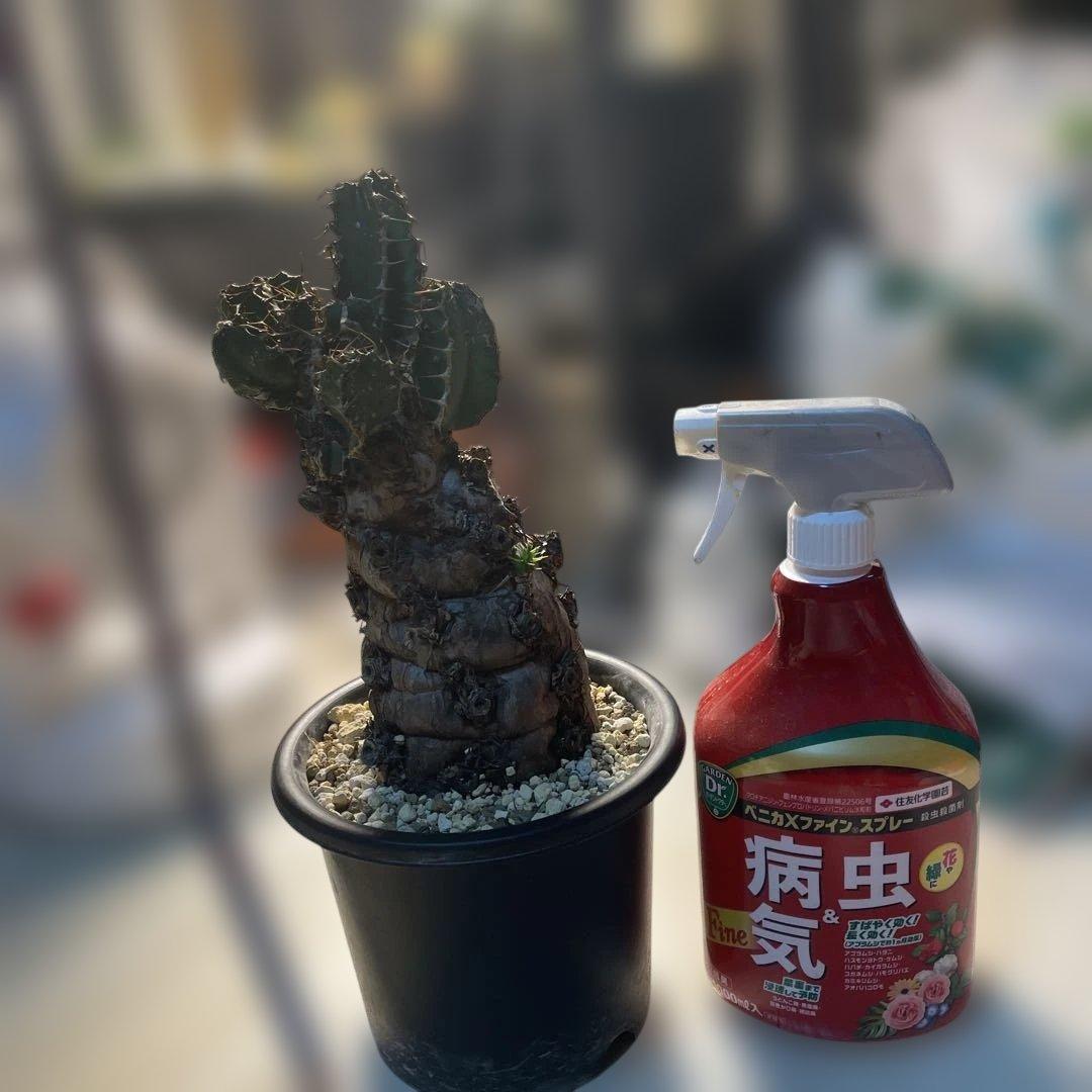 bon25  ユーフォルビア　ムランジーナ　現地球　発根確認済