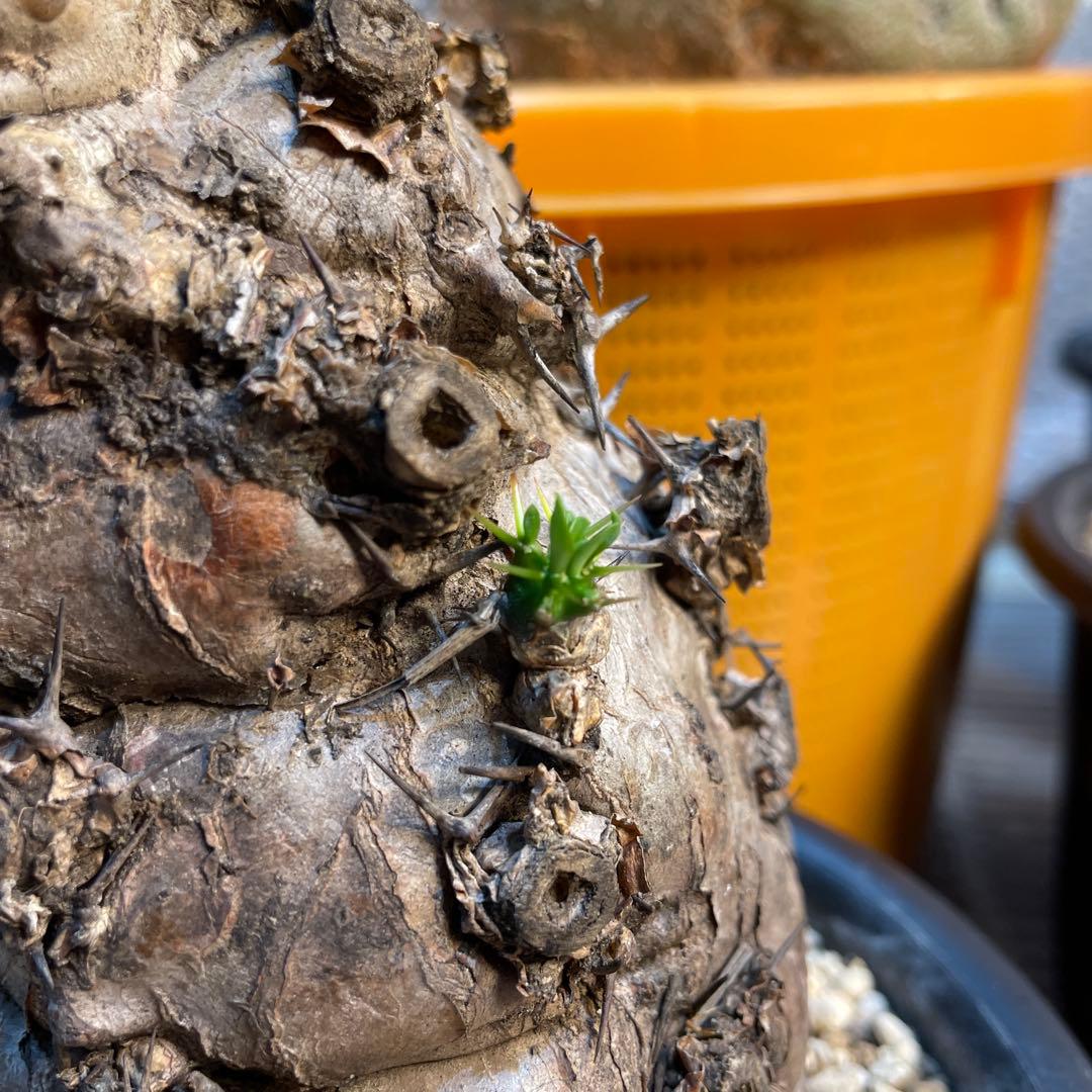 bon25  ユーフォルビア　ムランジーナ　現地球　発根確認済