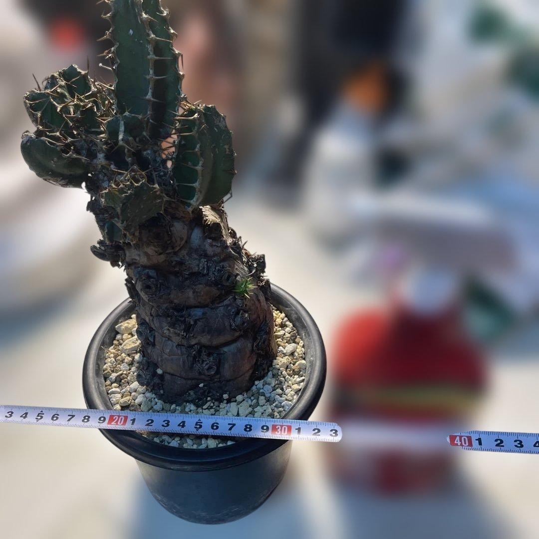 bon25  ユーフォルビア　ムランジーナ　現地球　発根確認済